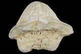 Fossil Crusher Shark (Ptychodus) Tooth - Kansas #187416-1